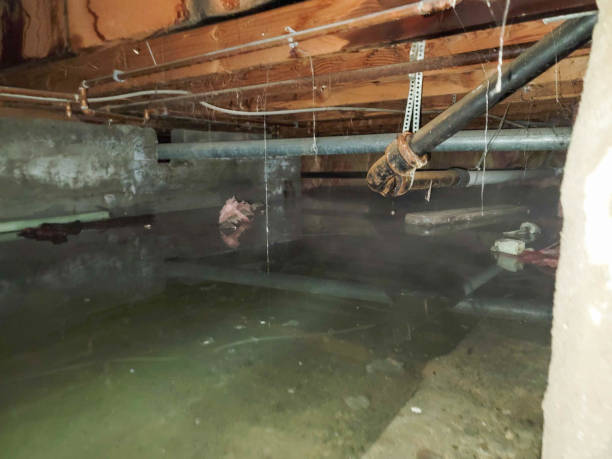 Best Local water damage restoration  in Selma, NC